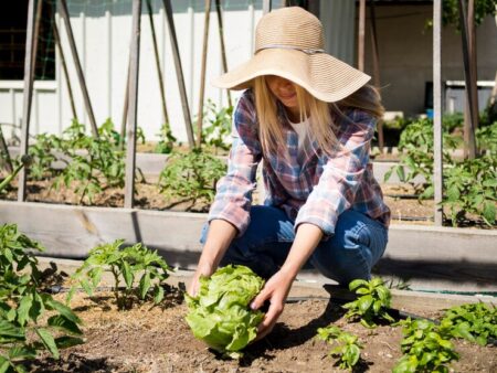 Gemüse selber anbauen Garten