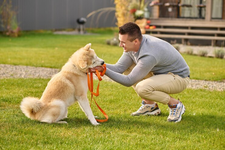 Hundetraining für Anfänger